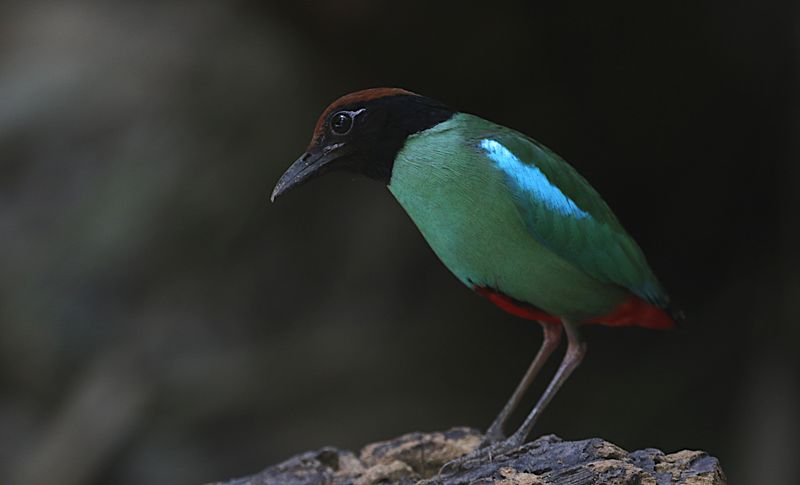 Hooded Pitta