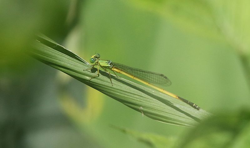 Black-tailed Marsh Dart Ceriagrion fallax