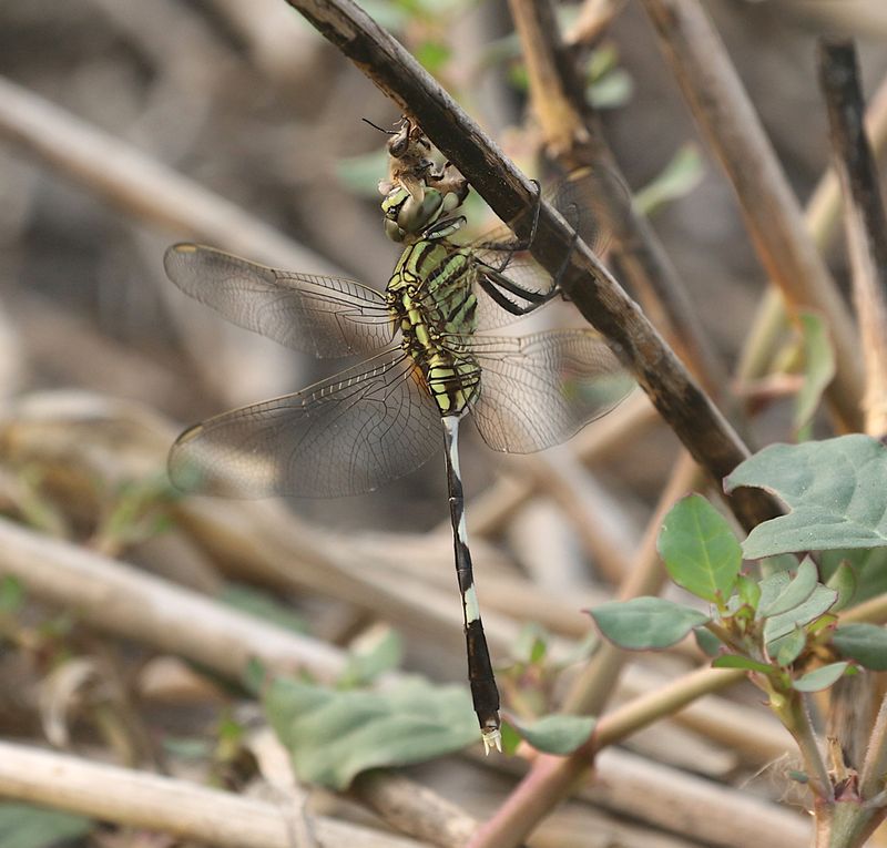Green Marsh Hawk (Orthetrum sabina)