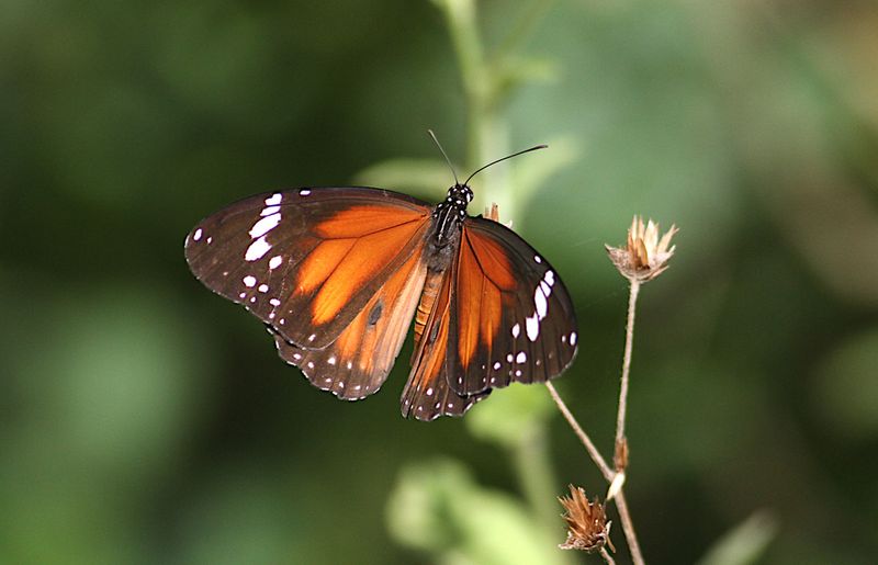 Swamp Tiger Butterfly (Danaus affinis)
