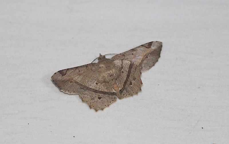 Chiasmia emersaria