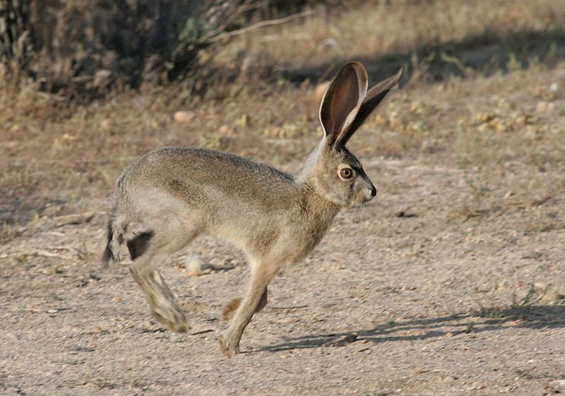 Dessert Hare (Black-tailed Jackrabbit)