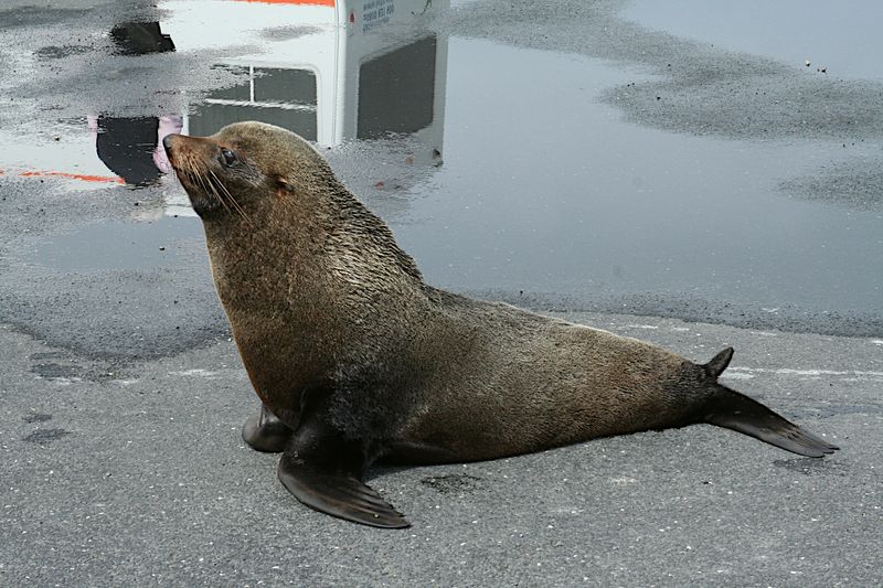 New Zealand Fur Seal