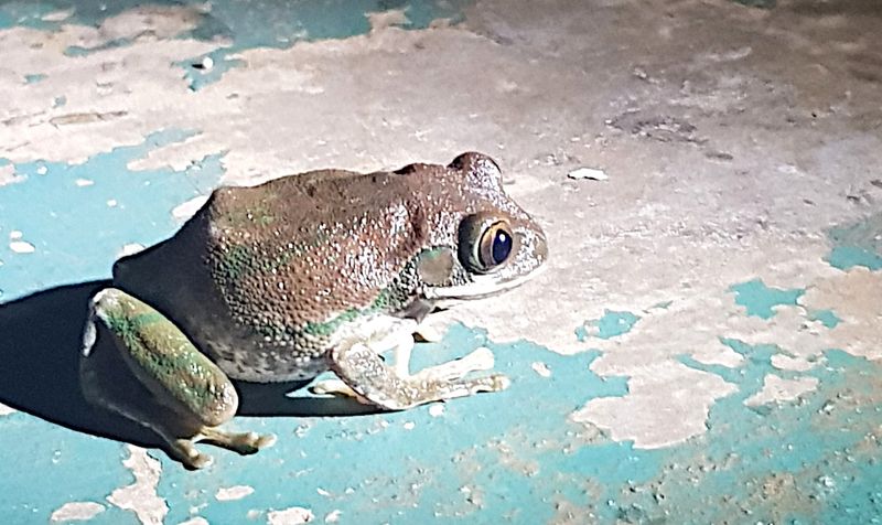 Natal Forest Tree Frog