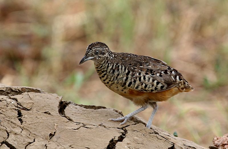 Barred Buttonquail