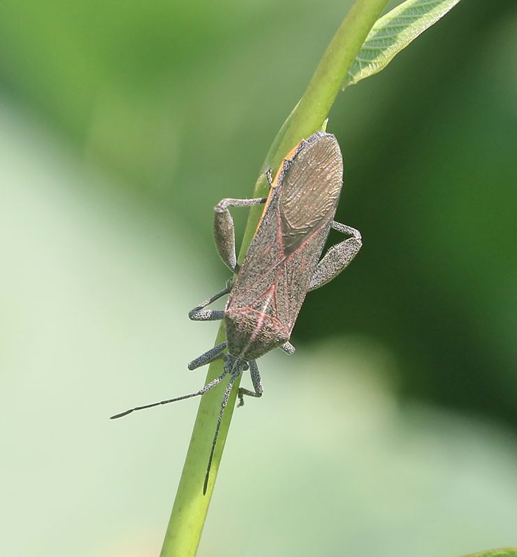 Sweet Potato Bug (Physomerus grossipes)