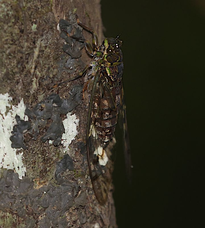 Cicada