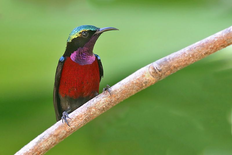 Van Hasselt's Sunbird