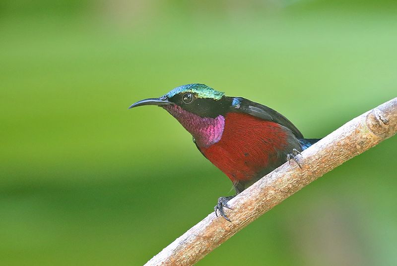 Van Hasselt's Sunbird