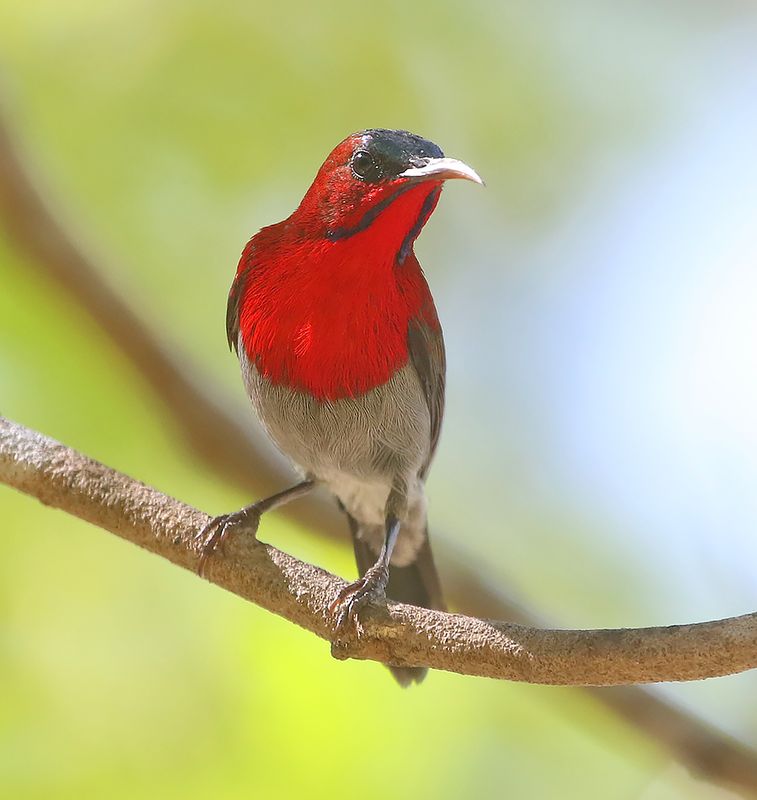 Crimson Sunbird