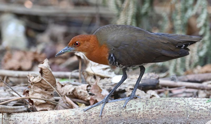 Slaty-legged Crake