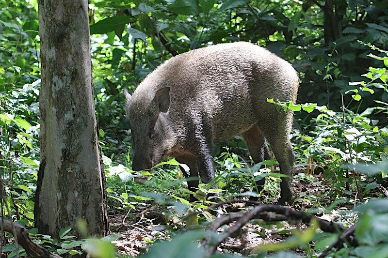 Eurasian Wild Pig