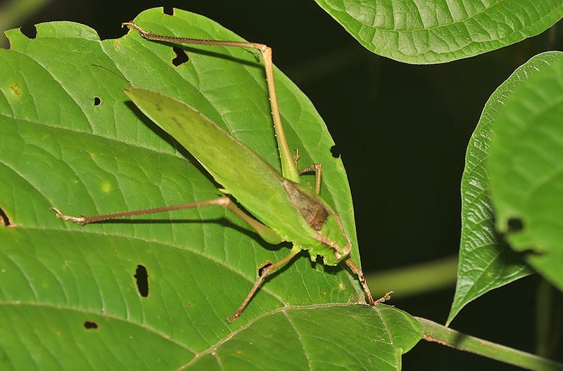 Melanophoxus brunneri