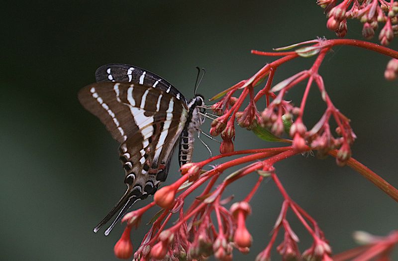 Spot Swordtail