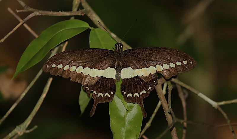 Banded Swallowtail