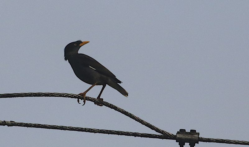 Javan Myna