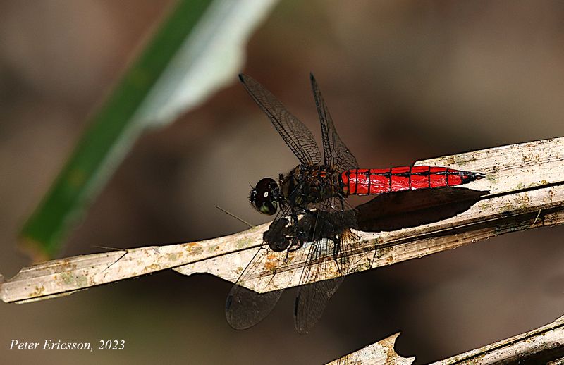 Forest Chaser (Lyriothemis elegantissima)