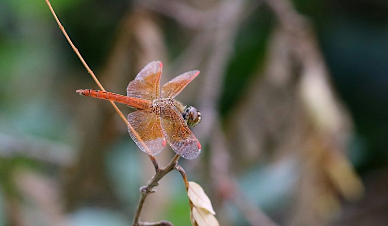 Ditch Jewel (Brachythemis contaminata)