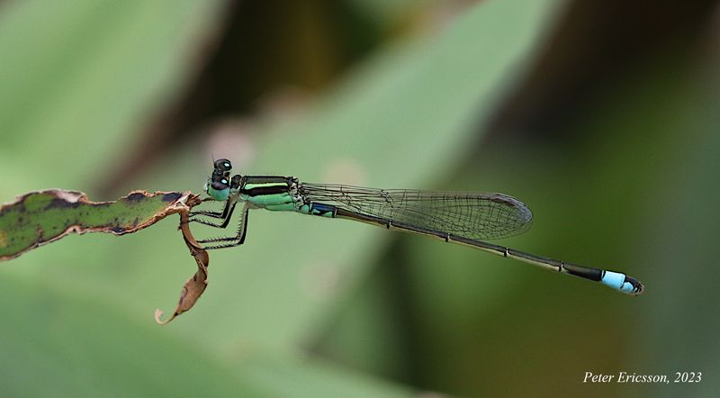 Common Bluetail (Ischnura senegalensis)