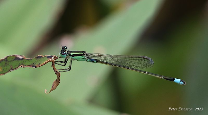 Common Bluetail