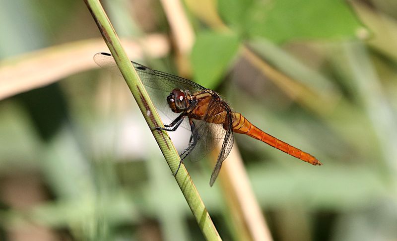 Brown-backed Red Marsh Hawk (Orthetrum chrysis)