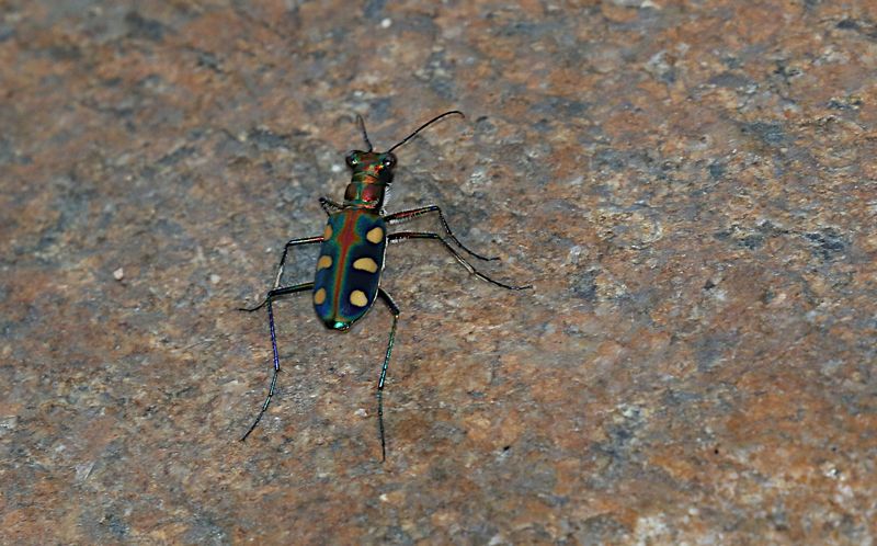 Golden-spotted Tiger Beetle (Cosmodela aurulenta)