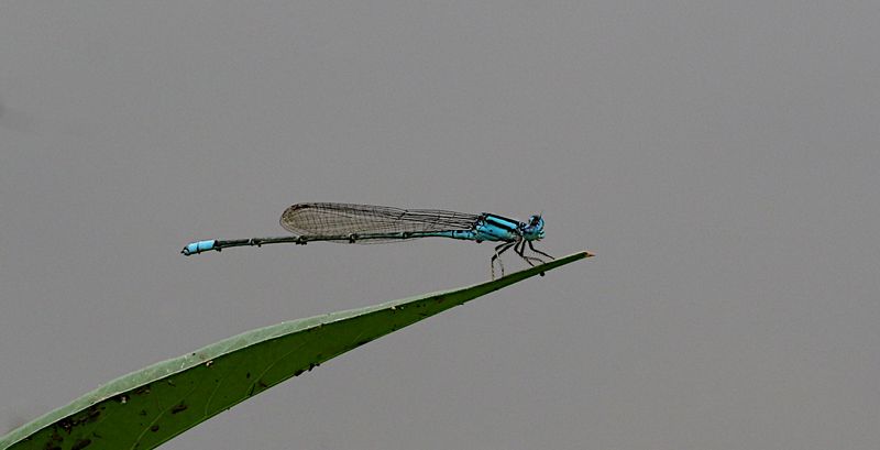 Common Bluetail (Ischnura senegalensis)