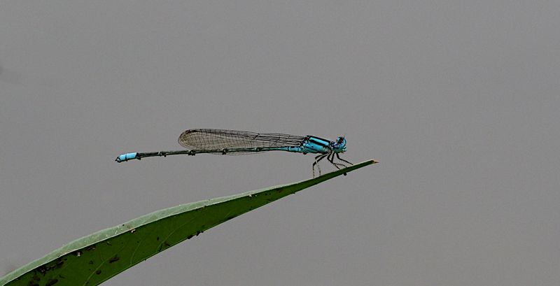 Common Bluetail