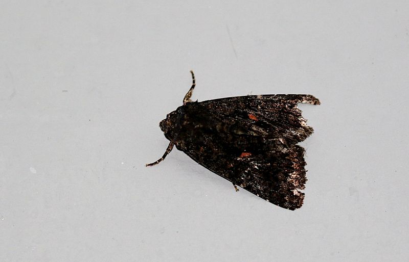 Genus Aedia