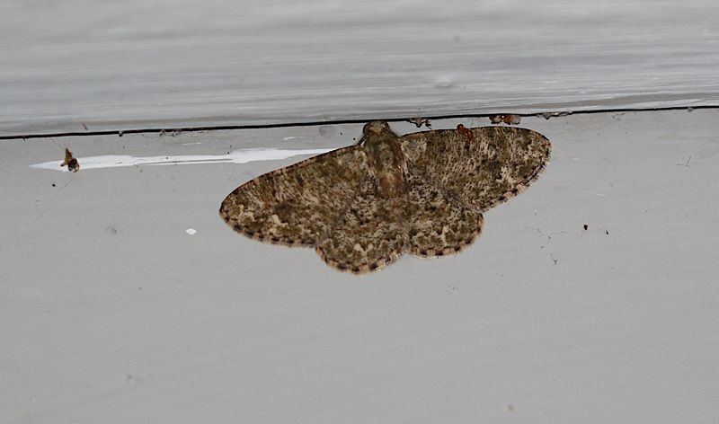 Racotis boarmiaria