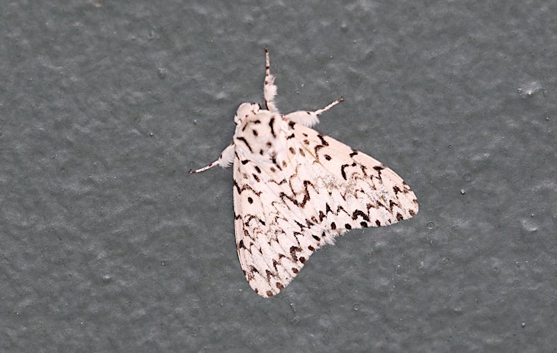 Genus Lymantria