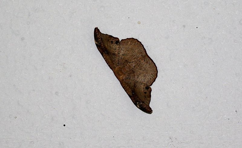 Genus Neoreta