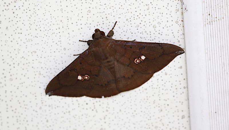 Platyja umminia