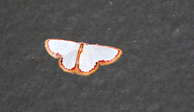 Comostola pyrrhogona