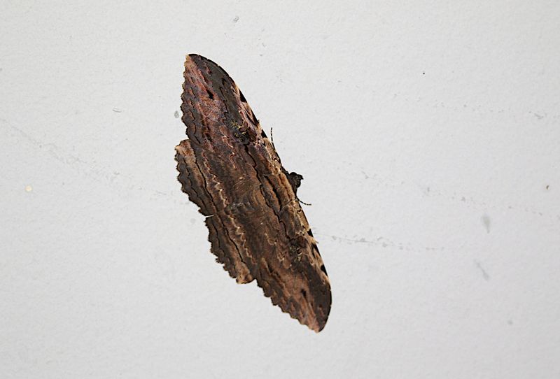 Anisoneura aluco
