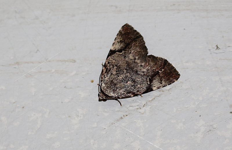 Tycracona obliqua