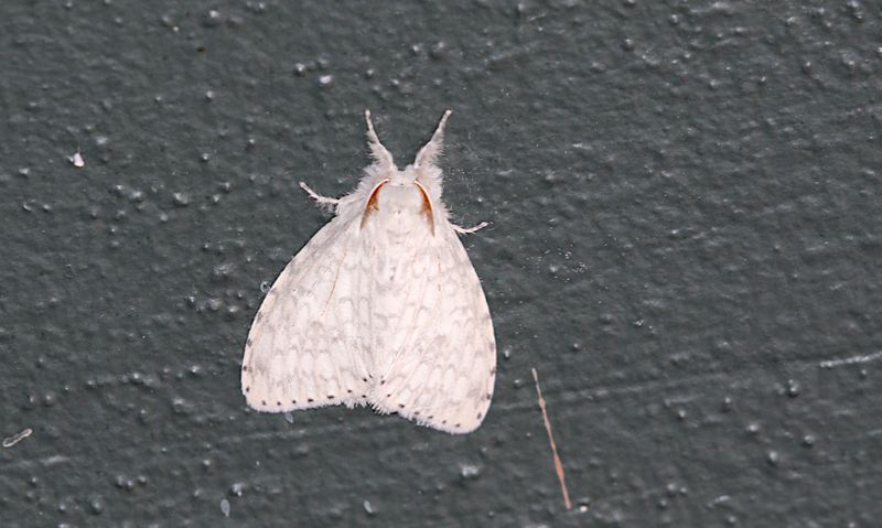 Genus Dura