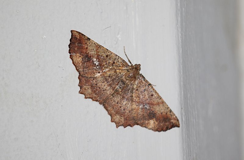 Subfamily Ennominae