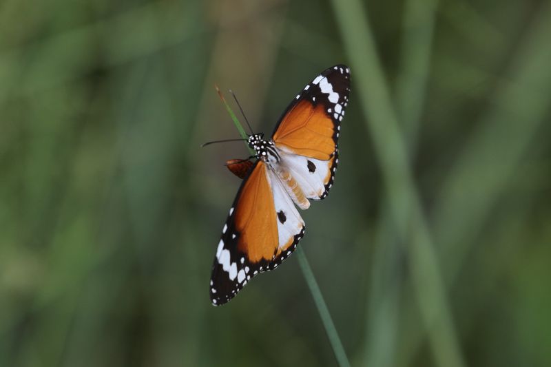 Plain Tiger Butterfly (Danaus chrysippus)