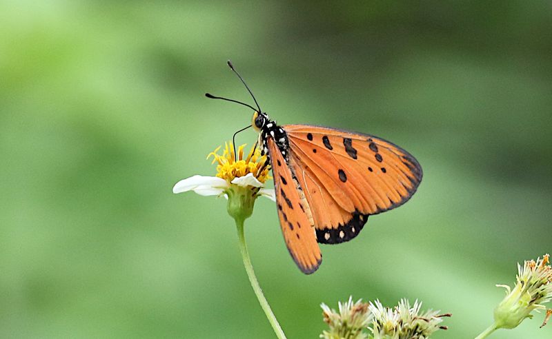 Tawny Coster (Acraea terpsicore)