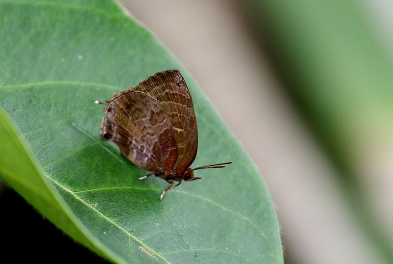 Plain Plushblue (Flos apidanus)
