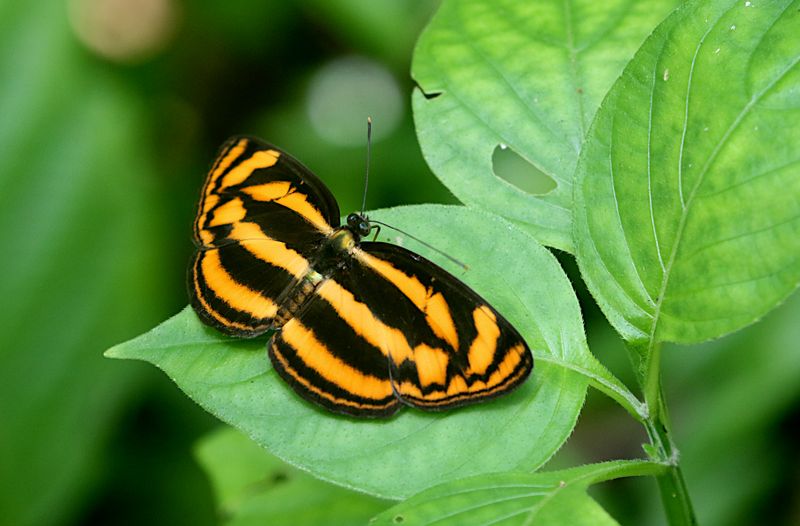 Malayan Lascar (Lasippa tiga)
