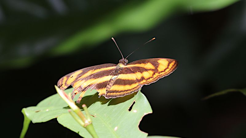 Malayan Lascar (Lasippa tiga)