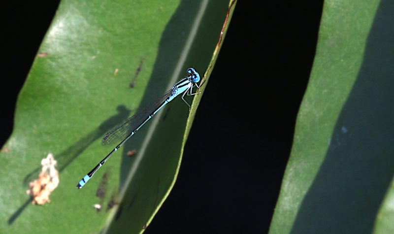 Blue Riverdamsel (Pseudagrion microcephalum)