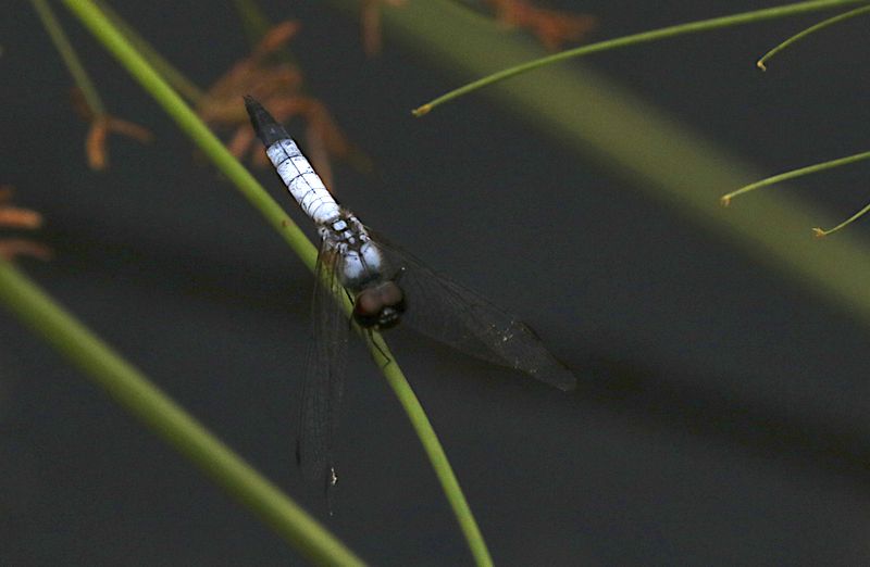Pond Adjutant (Aethriamanta gracilis)