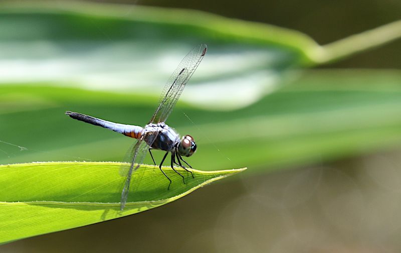 Oriental Blue Dasher (Brachydiplax chalybea)