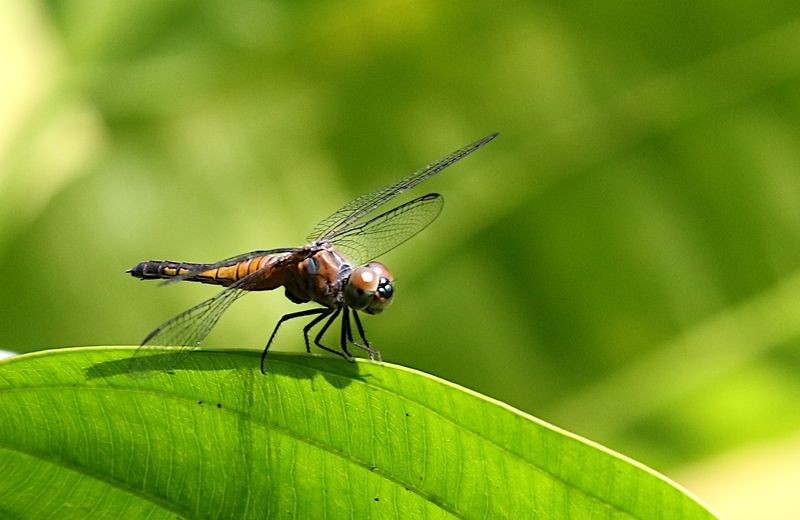Oriental Blue Dasher (Brachydiplax chalybea)