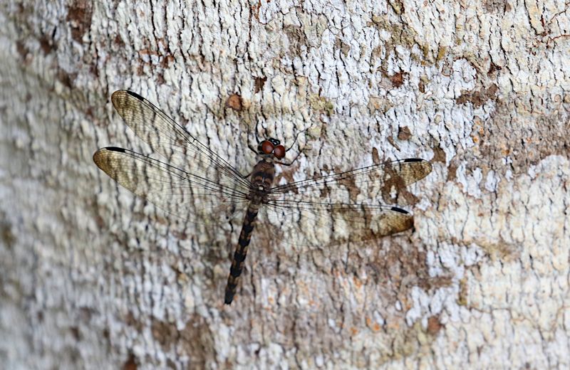 Treehugger (Tyriobapta torrida)