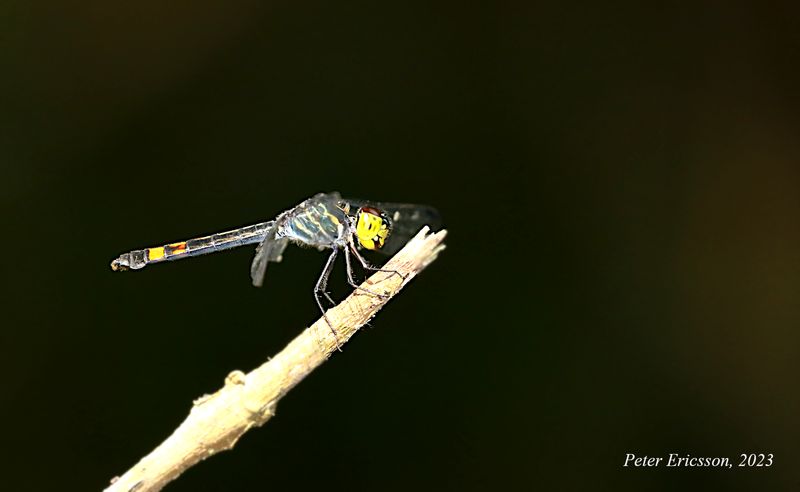 Handsome Grenadier (Agrionoptera sexlineata)
