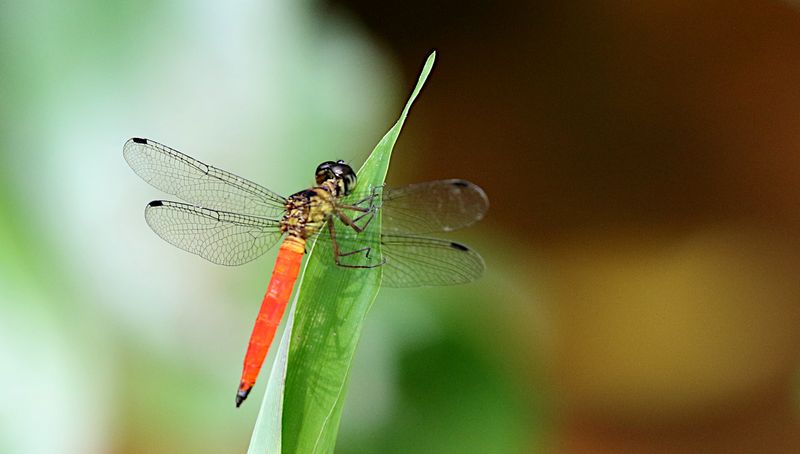 Variable Sentinel (Orchithemis pulcherrima)